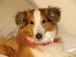 Evie the Dog: Shetland Sheepdog Border Collie